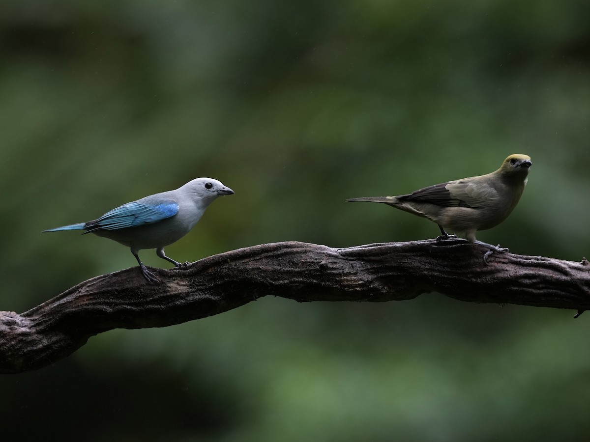 Gökçe Tangara - ML644685366