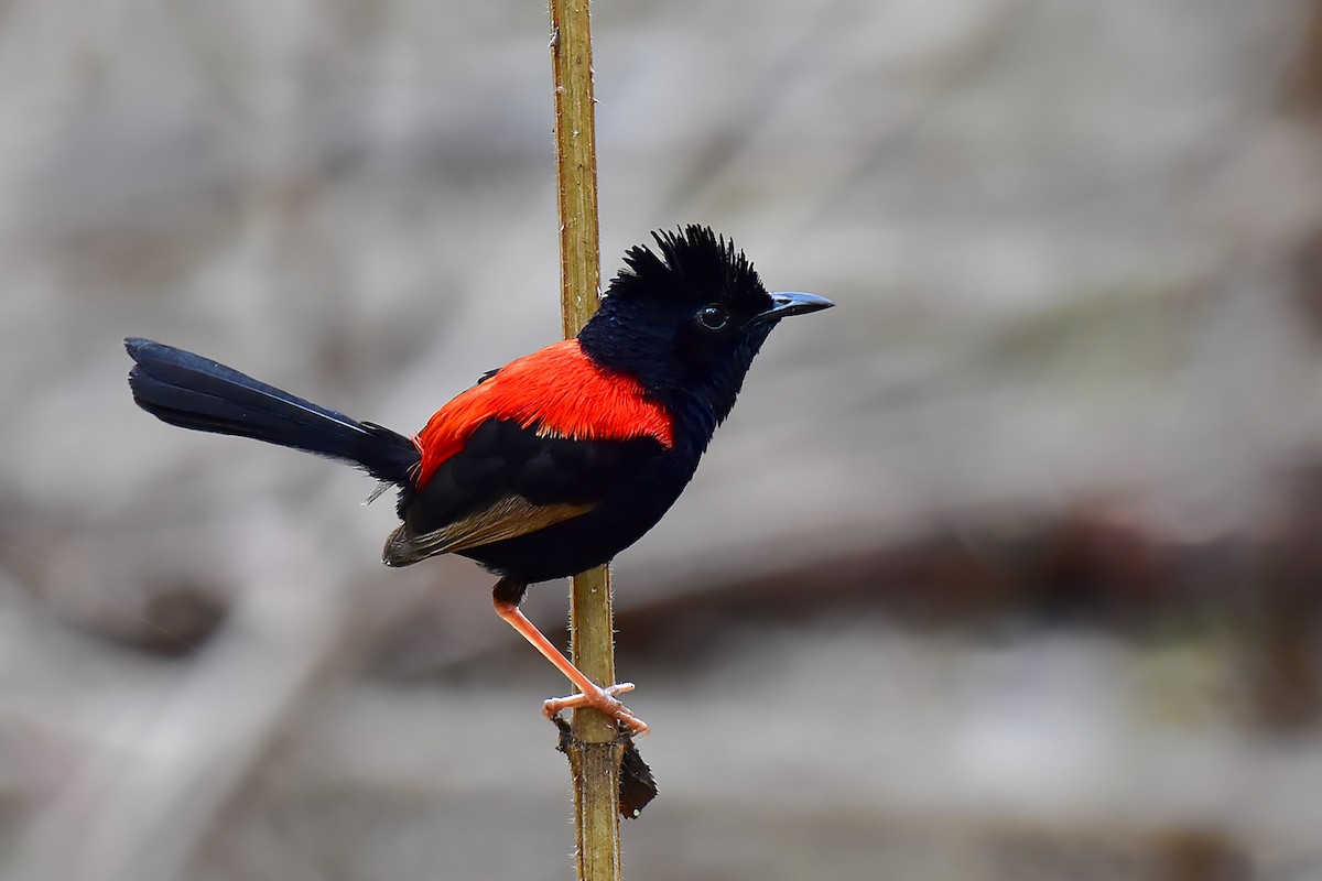 Kırmızı Sırtlı Peribülbülü - ML644685367