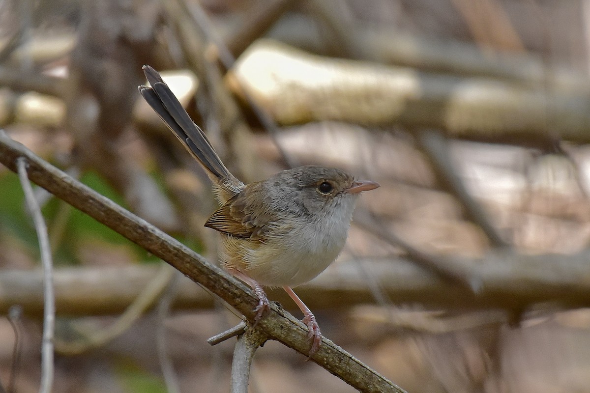 Kırmızı Sırtlı Peribülbülü - ML644685368