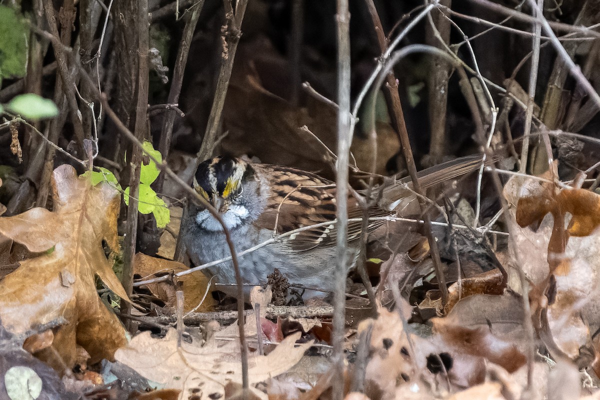 White-throated Sparrow - ML644685370