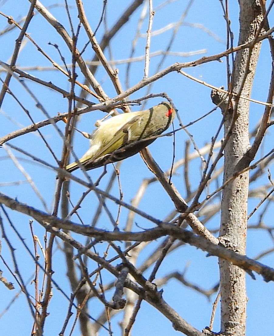 Gözlüklü Çalıkuşu - ML644685372