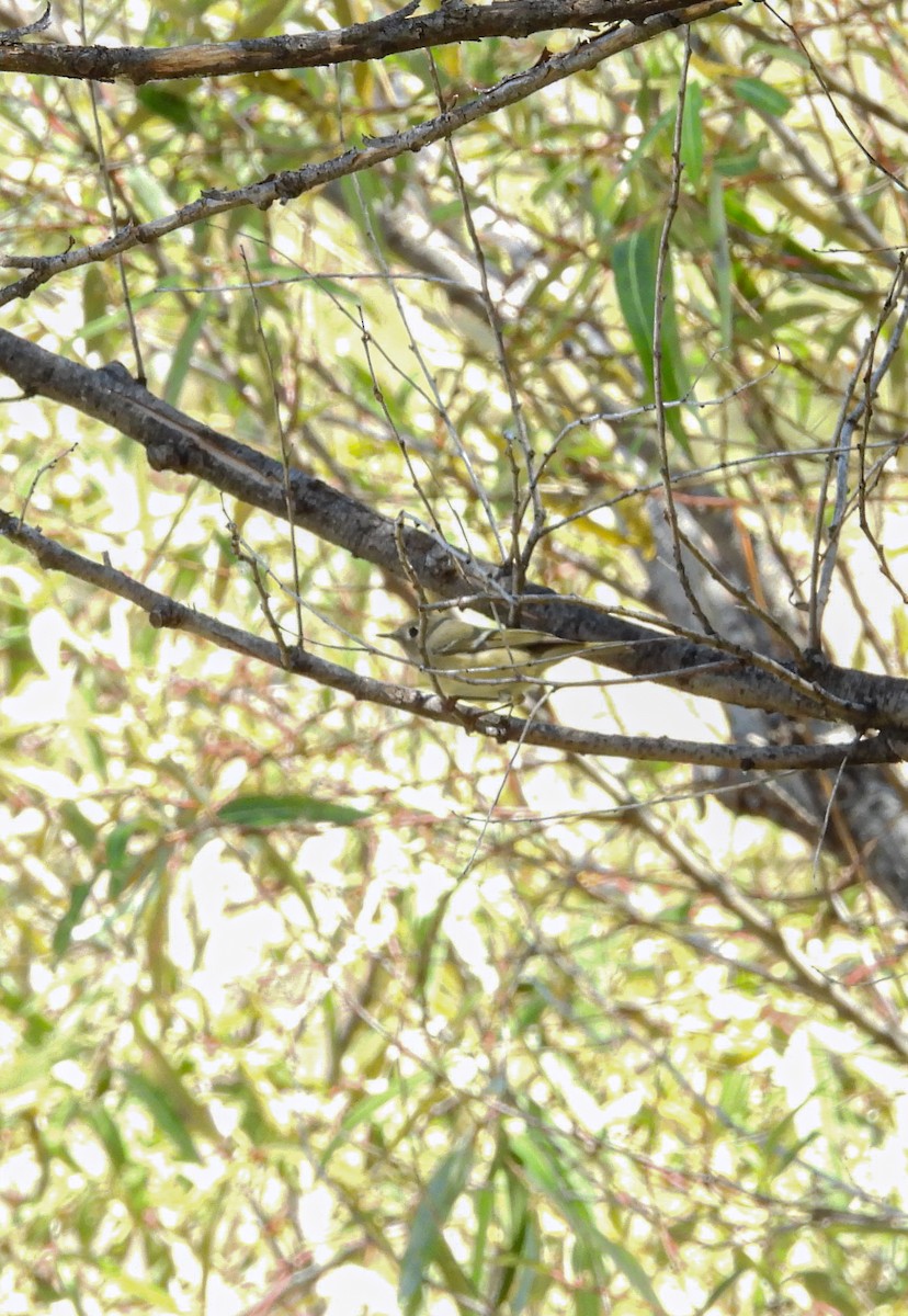 Gözlüklü Çalıkuşu - ML644685373