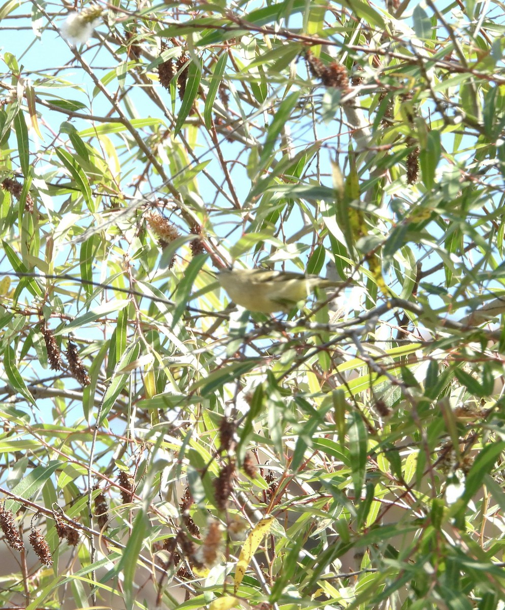 Gözlüklü Çalıkuşu - ML644685374