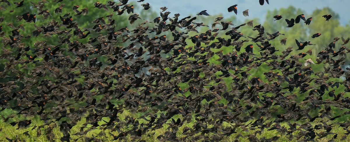 Red-winged Blackbird - ML644685375