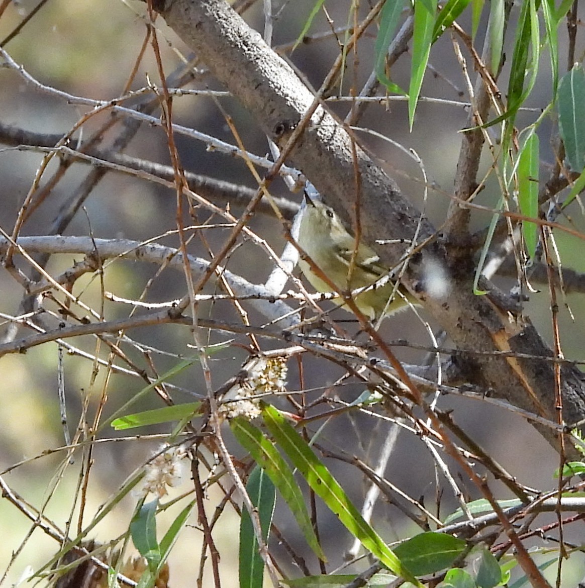 Gözlüklü Çalıkuşu - ML644685376