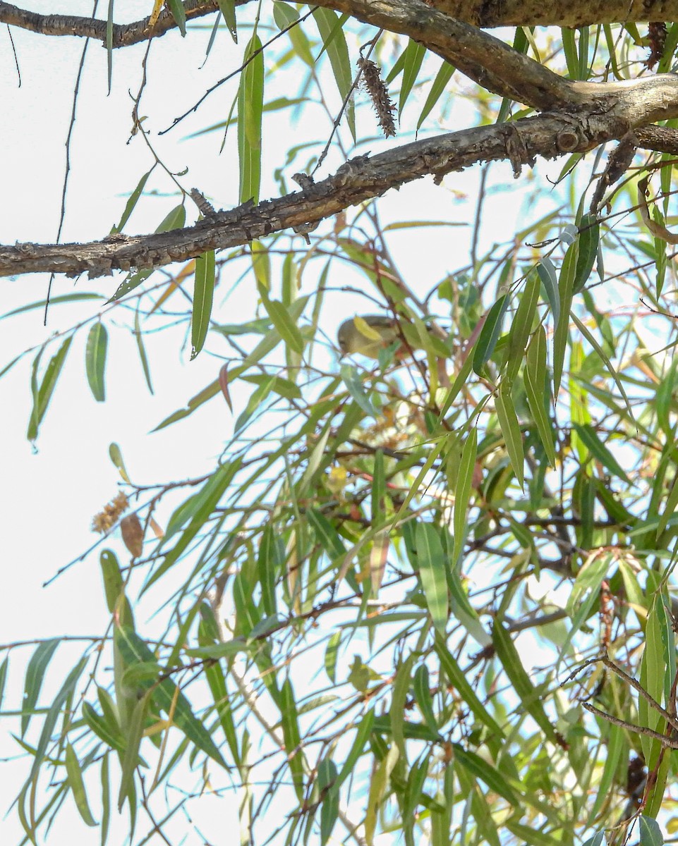 Gözlüklü Çalıkuşu - ML644685377