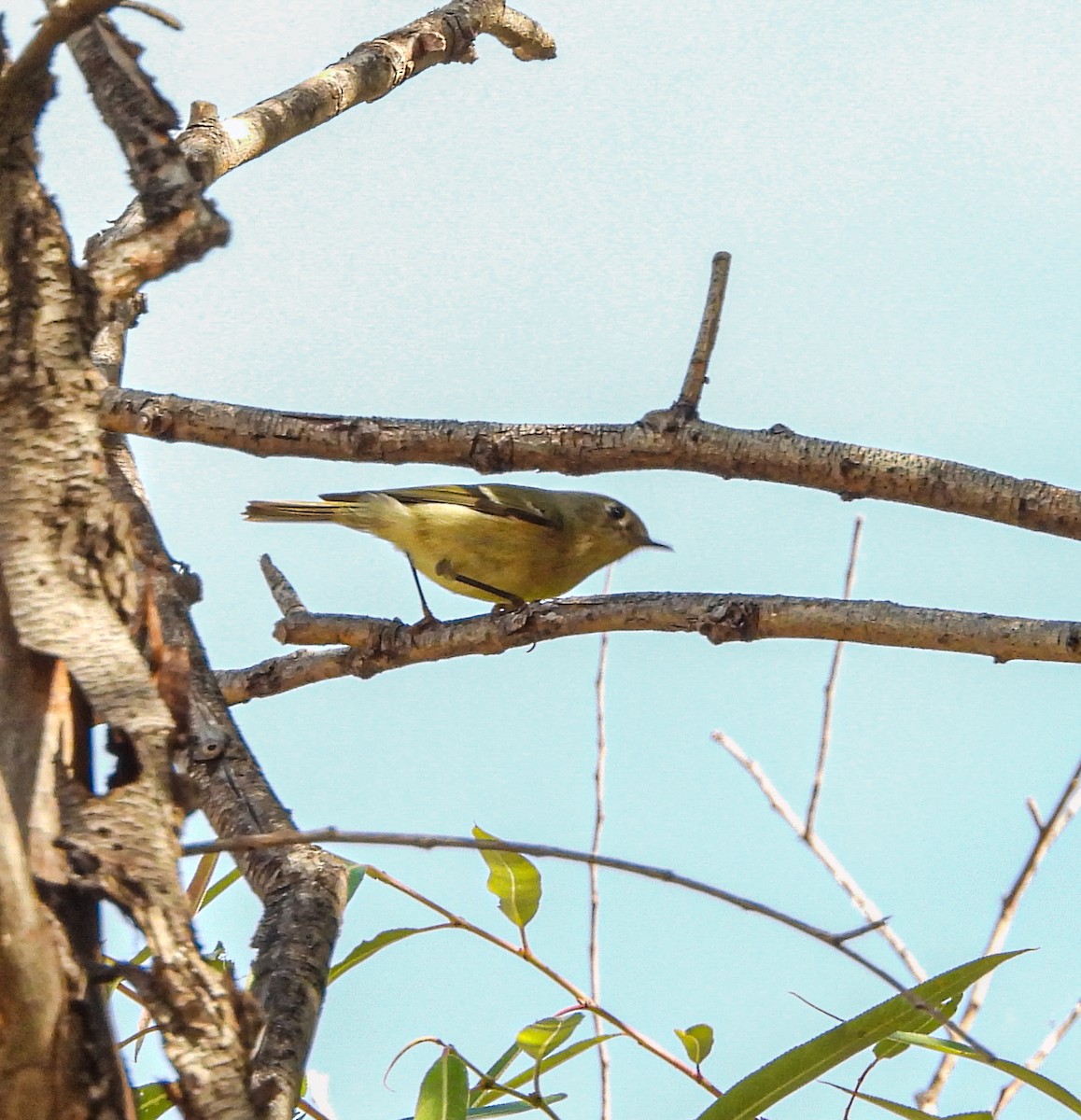 Gözlüklü Çalıkuşu - ML644685378