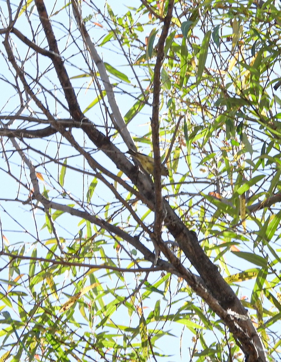 Gözlüklü Çalıkuşu - ML644685379