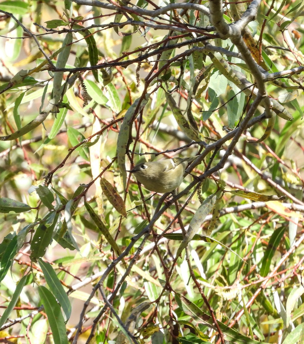 Gözlüklü Çalıkuşu - ML644685380