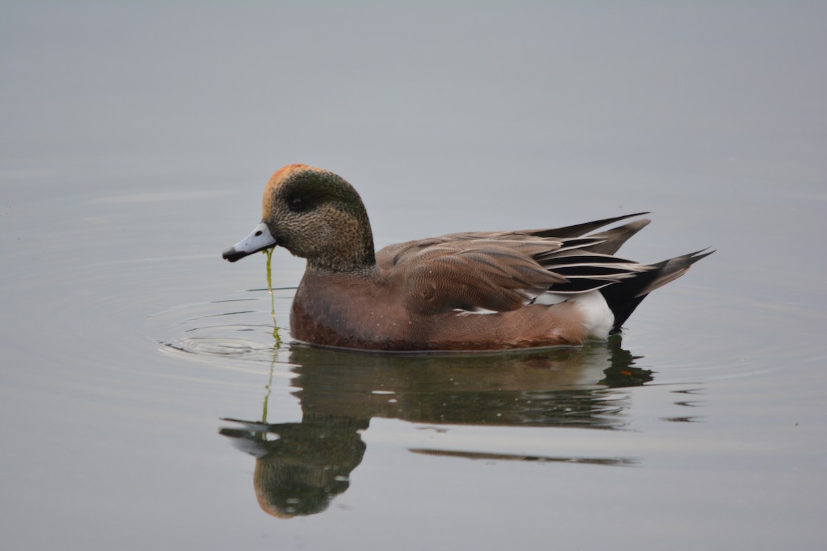 Amerika Fiyusu - ML644685381