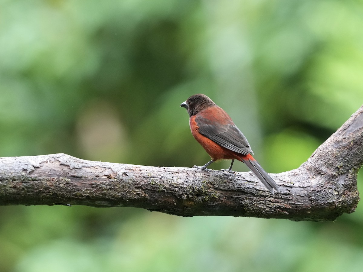 Al Sırtlı Tangara - ML644685382