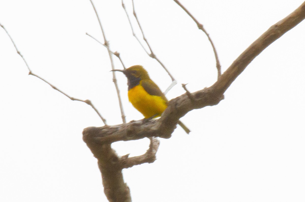 Sahul Nektarkuşu - ML644685384