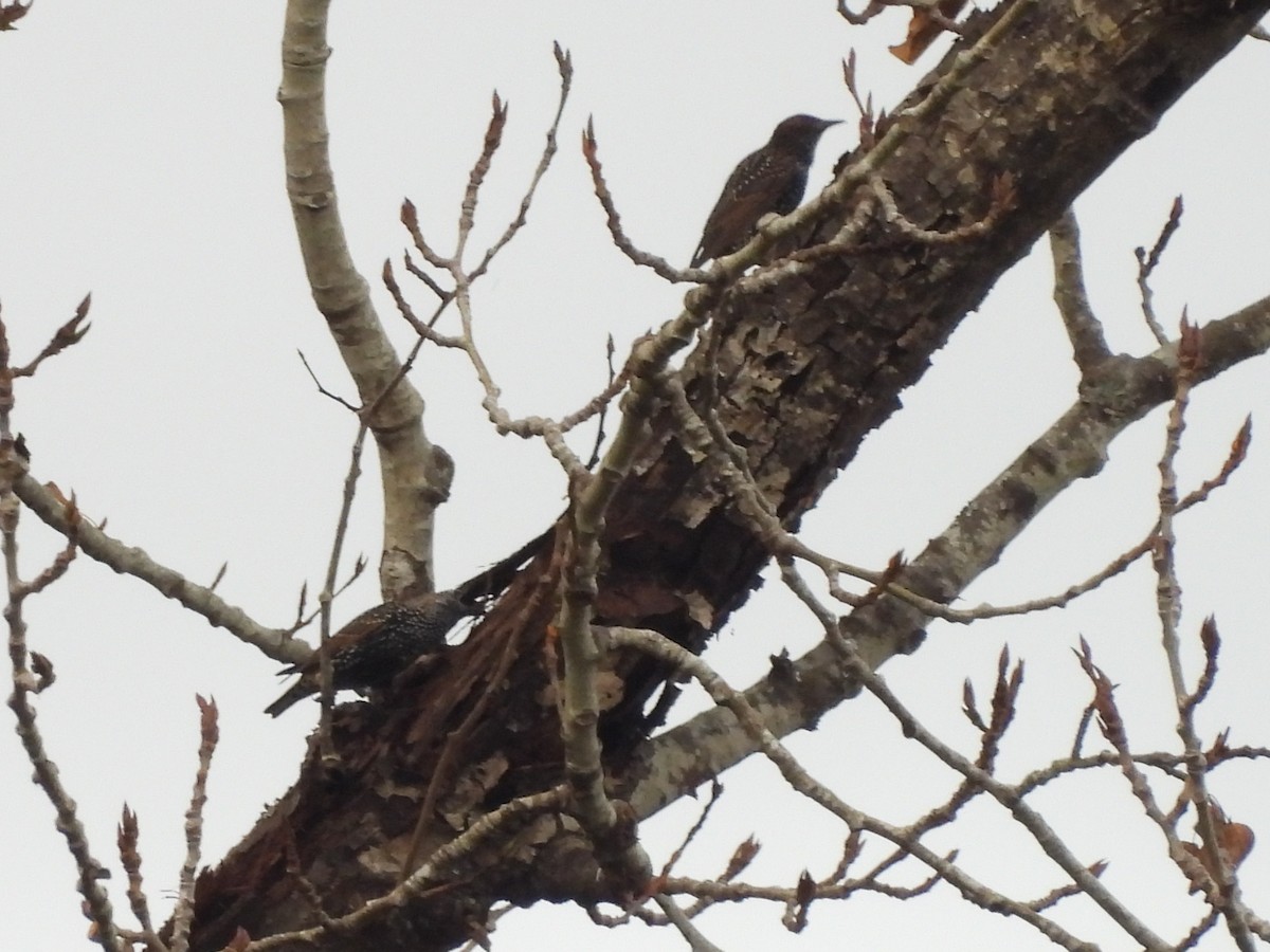 Sığırcık - ML644685385