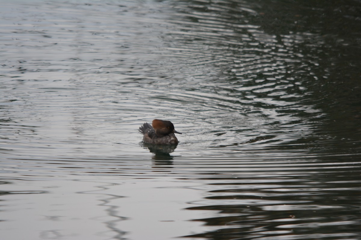 Başlıklı Tarakdiş - ML644685386