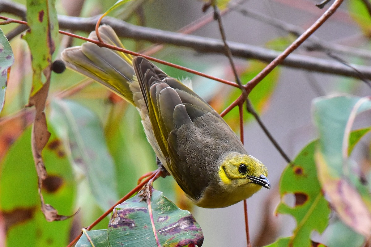 Yellow-tinted Honeyeater - ML644685387
