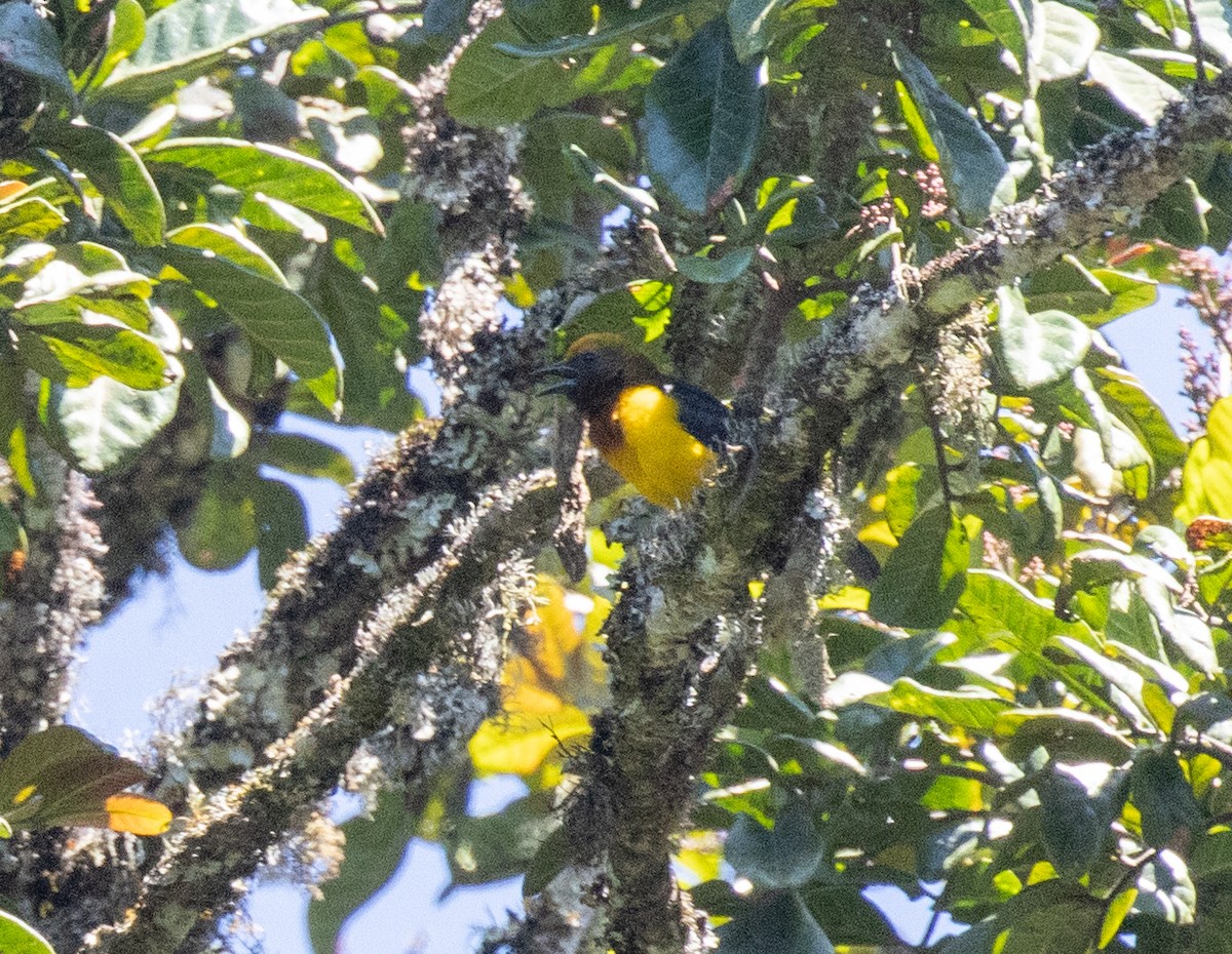 Usambara Dokumacısı - ML644685388