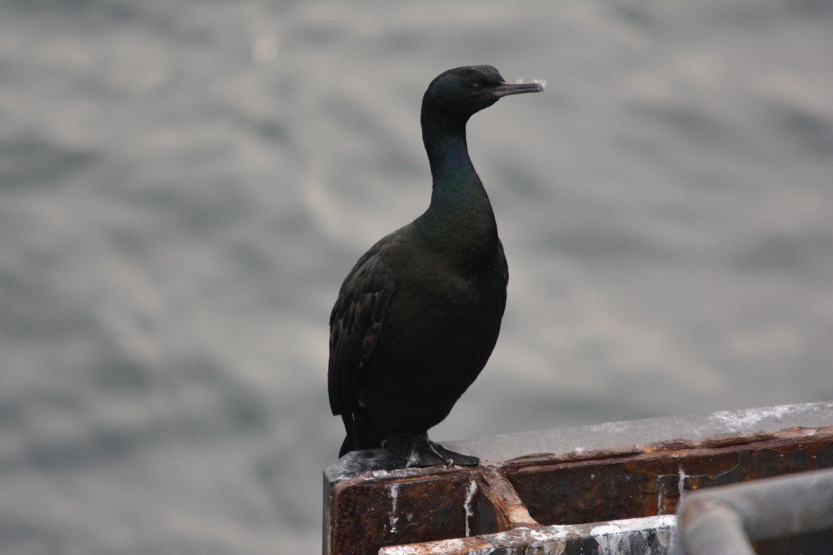 Pelagic Cormorant - ML644685389