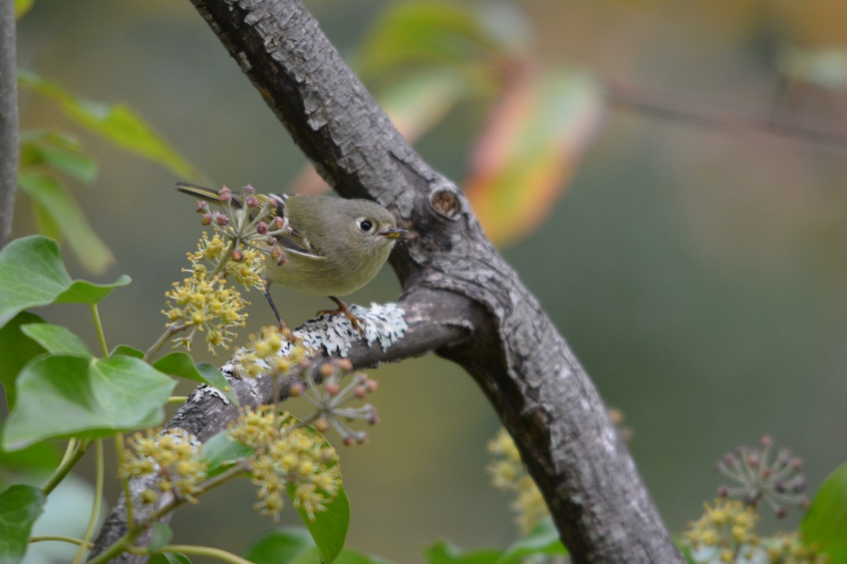 Rubingoldhähnchen - ML644685394