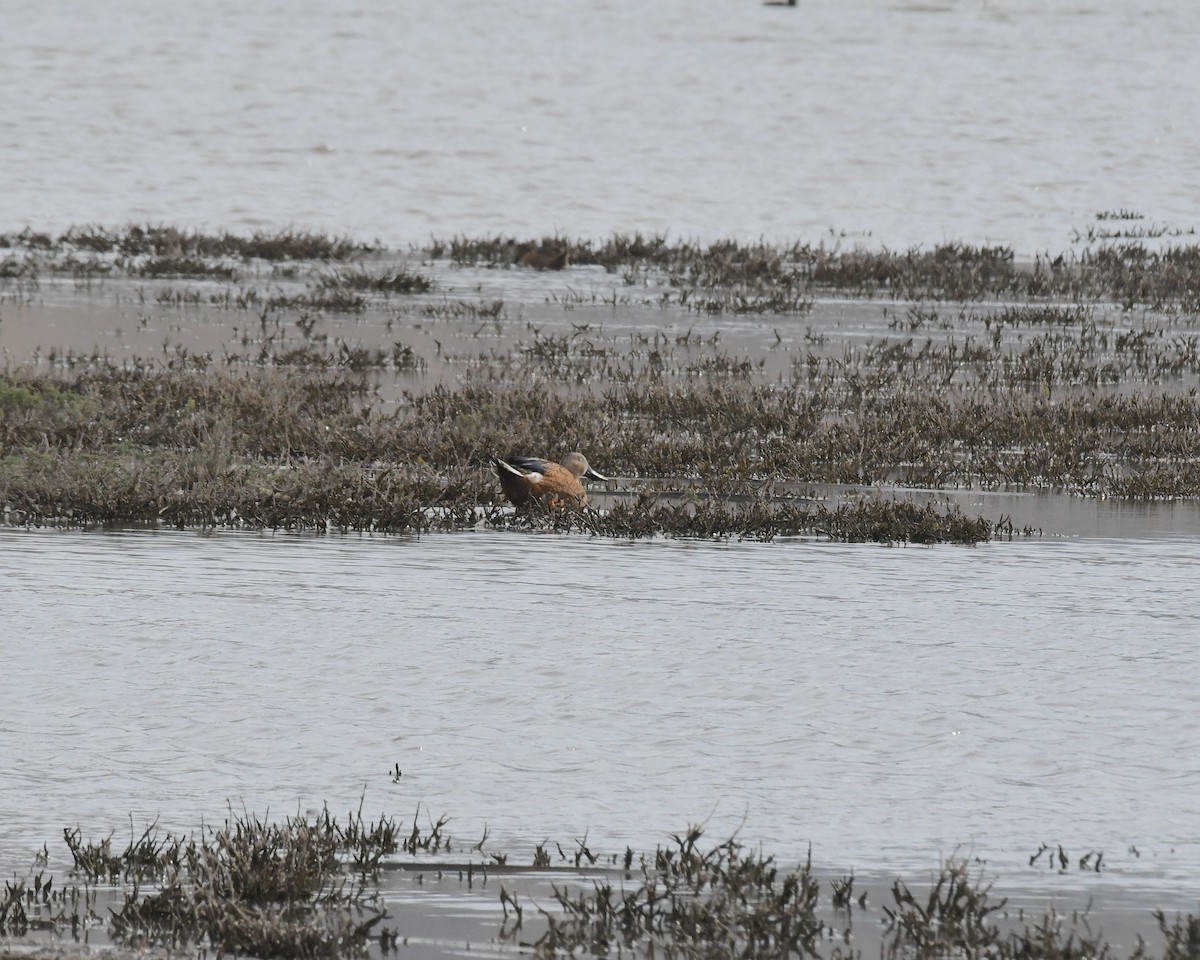 Red Shoveler - ML644685396