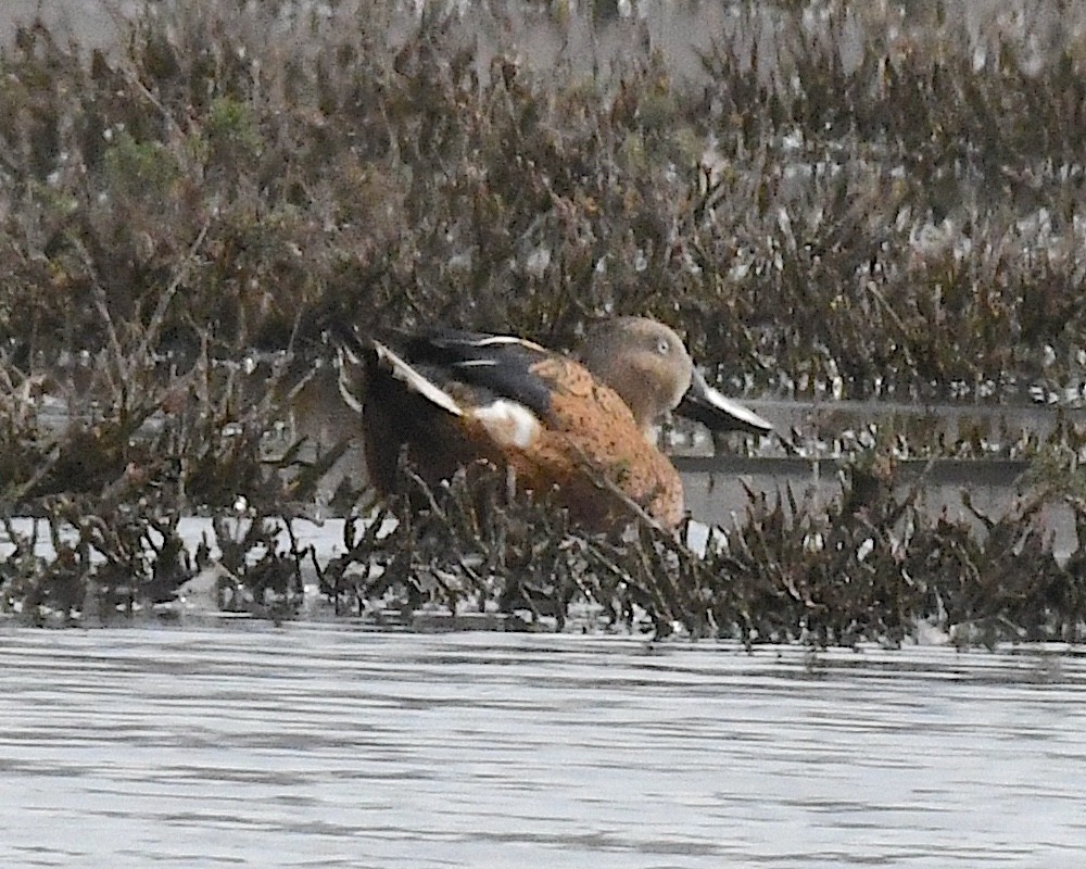 Red Shoveler - ML644685398