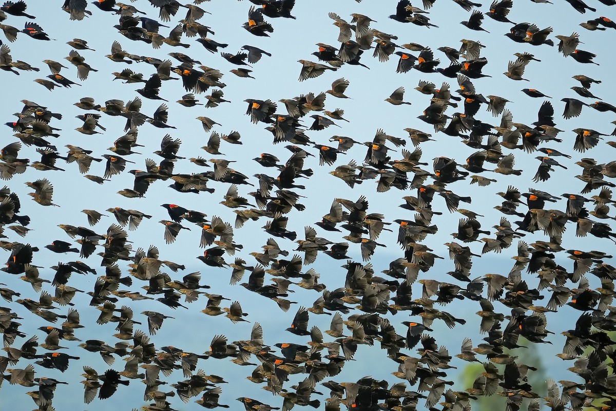 Red-winged Blackbird - ML644685399