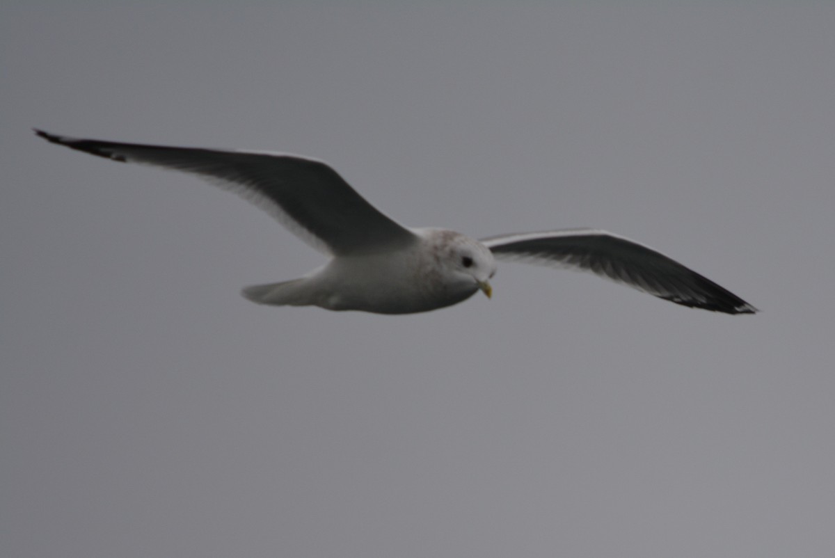 Short-billed Gull - ML644685400