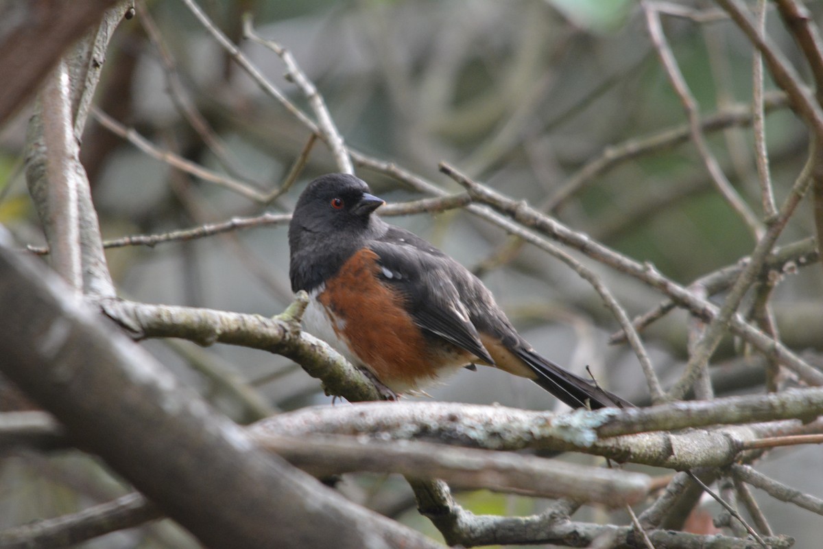 Spotted Towhee - ML644685404