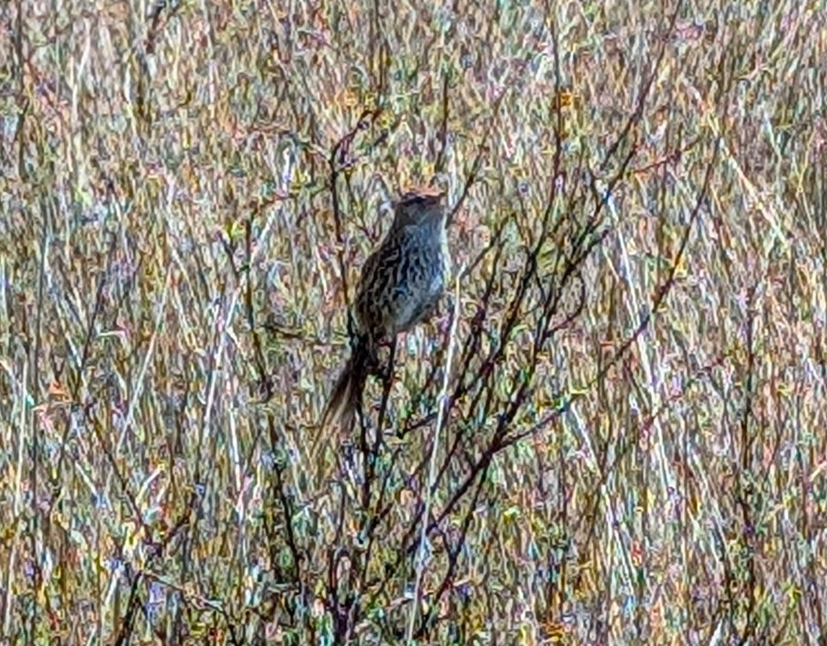 New Zealand Fernbird - ML644685409