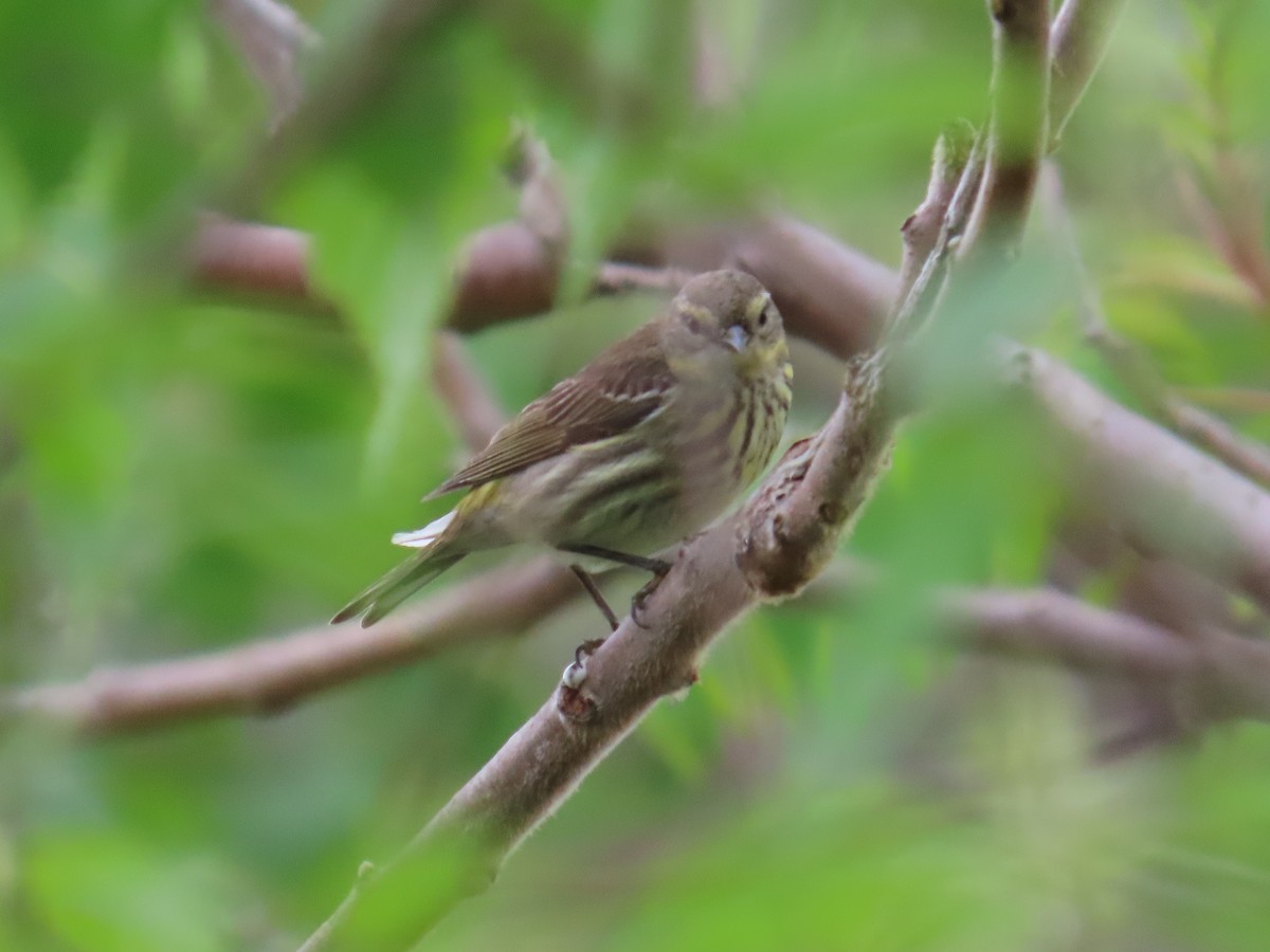 ホオアカアメリカムシクイ - ML644685416