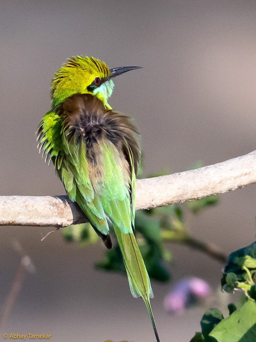 Guêpier d'Orient - ML644685418