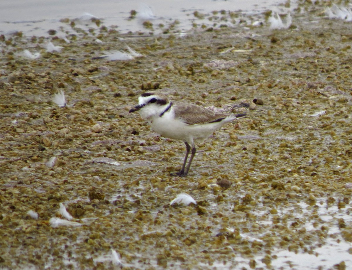 Snowy Plover - ML644685419
