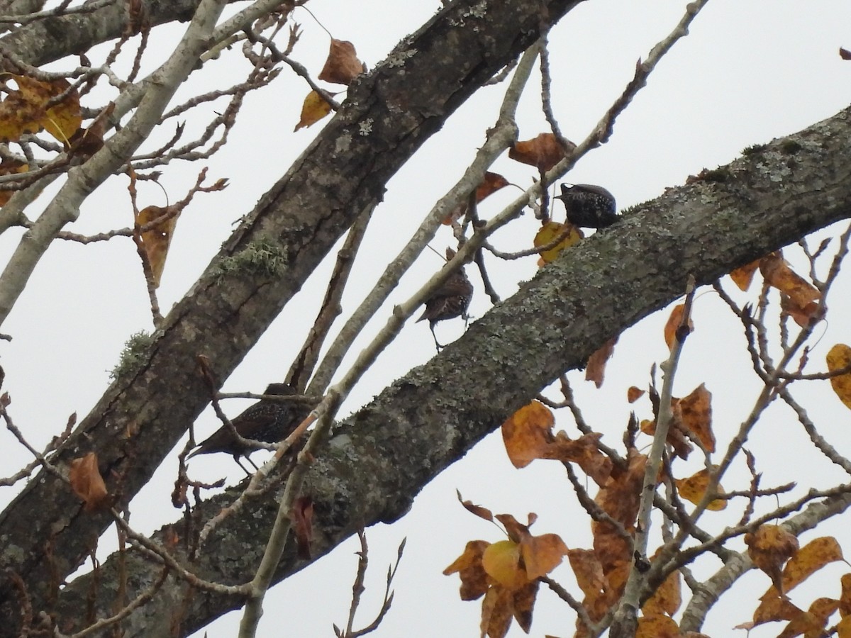 Шпак звичайний - ML644685420