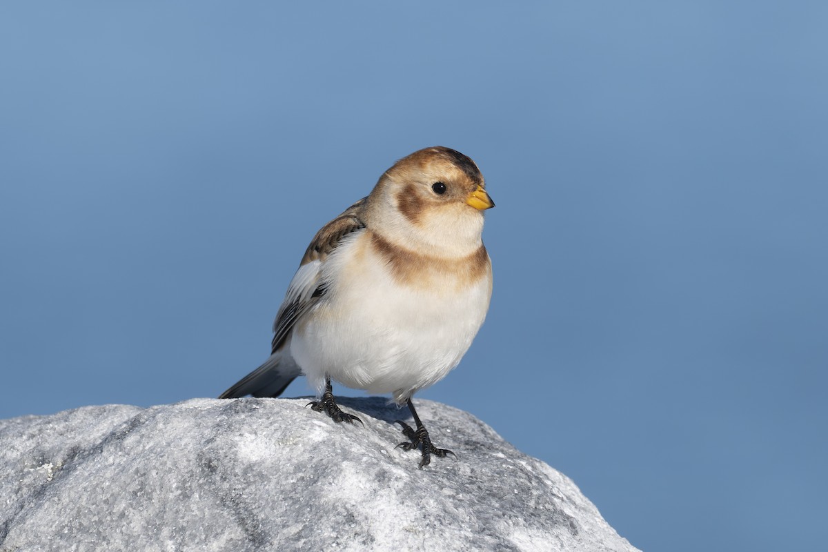 Escribano Nival - ML644685421