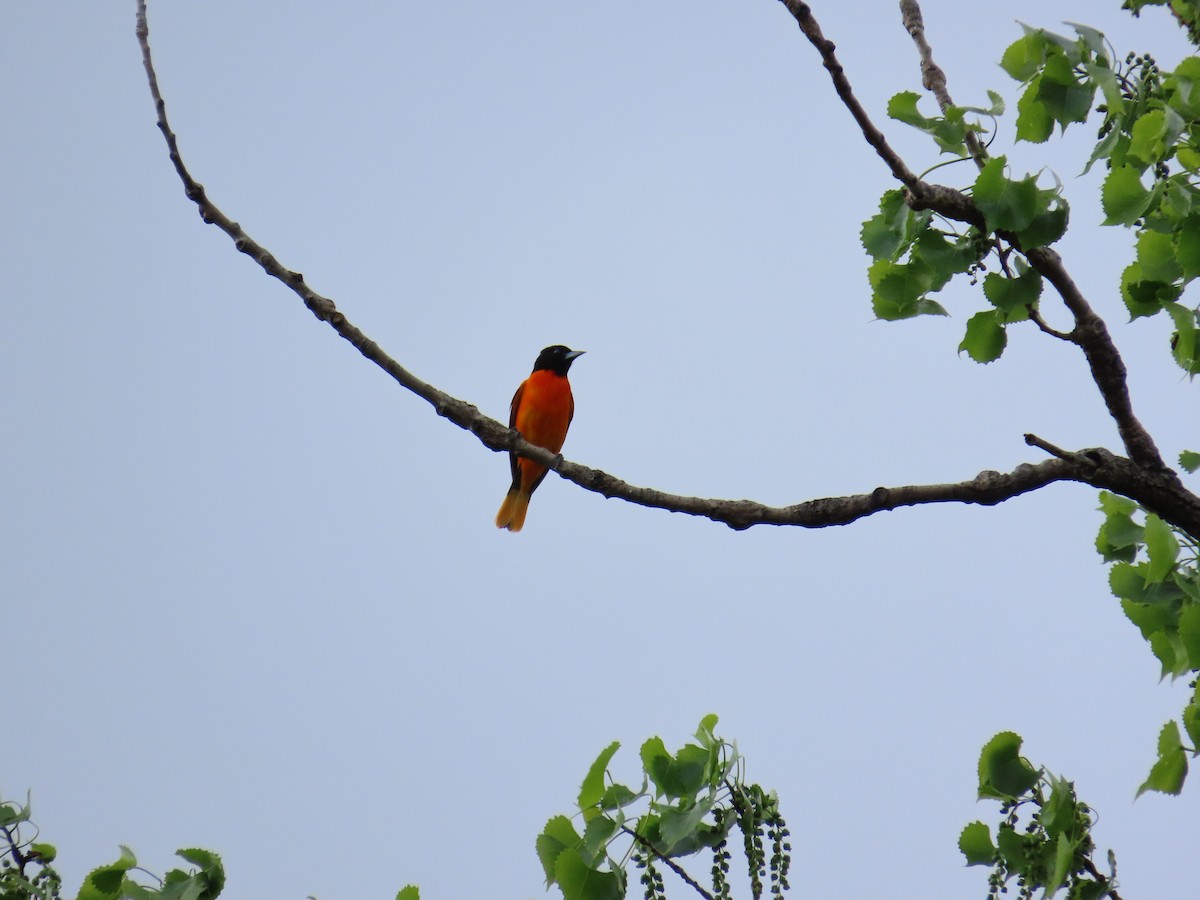 Балтиморский трупиал - ML644685424