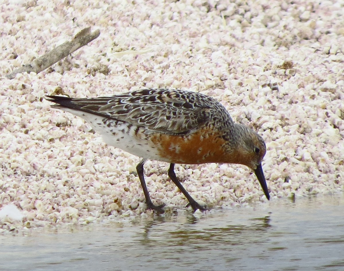 Txirri lodia - ML644685439