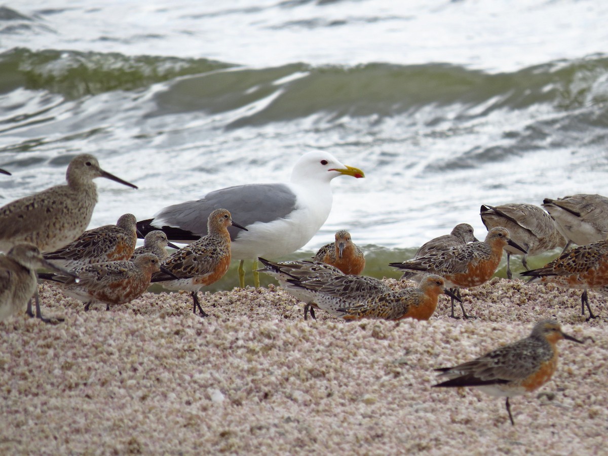 Txirri lodia - ML644685440