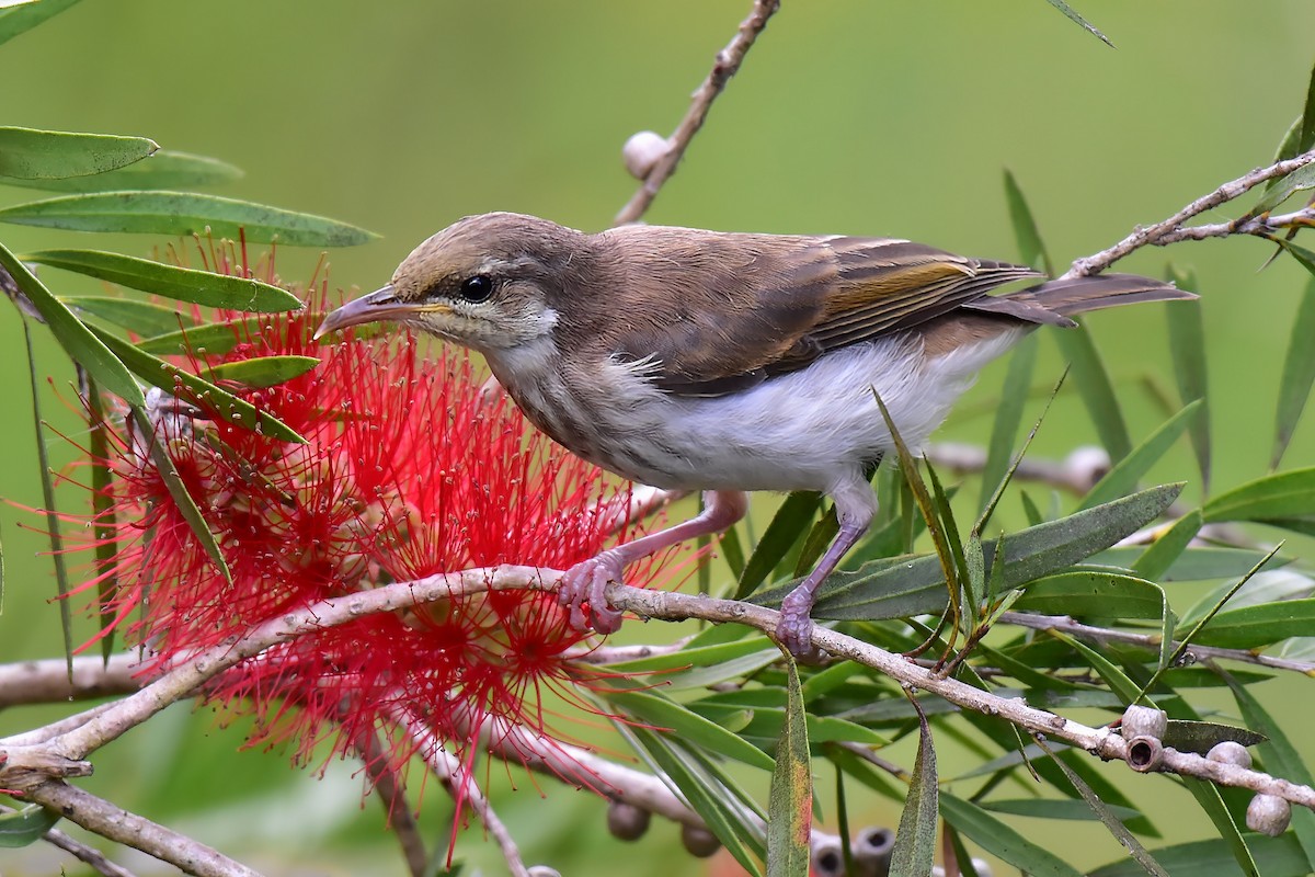 Brown-backed Honeyeater - ML644685447