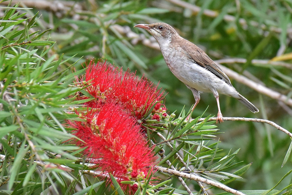 Brown-backed Honeyeater - ML644685448