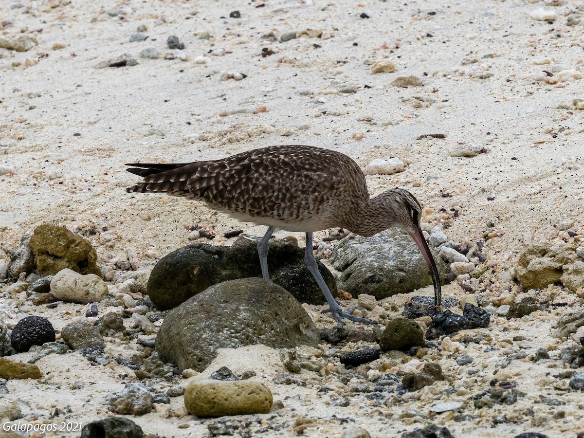 Hudsonian Whimbrel - ML644685454