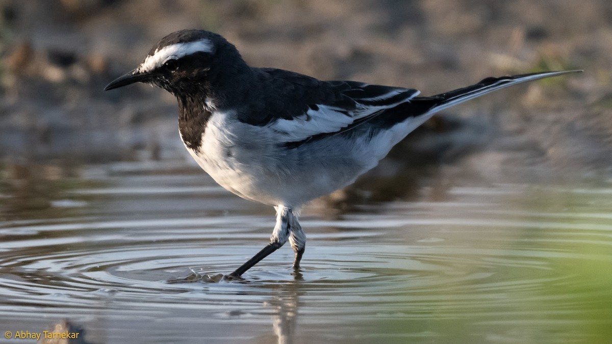 Bergeronnette indienne - ML644685458