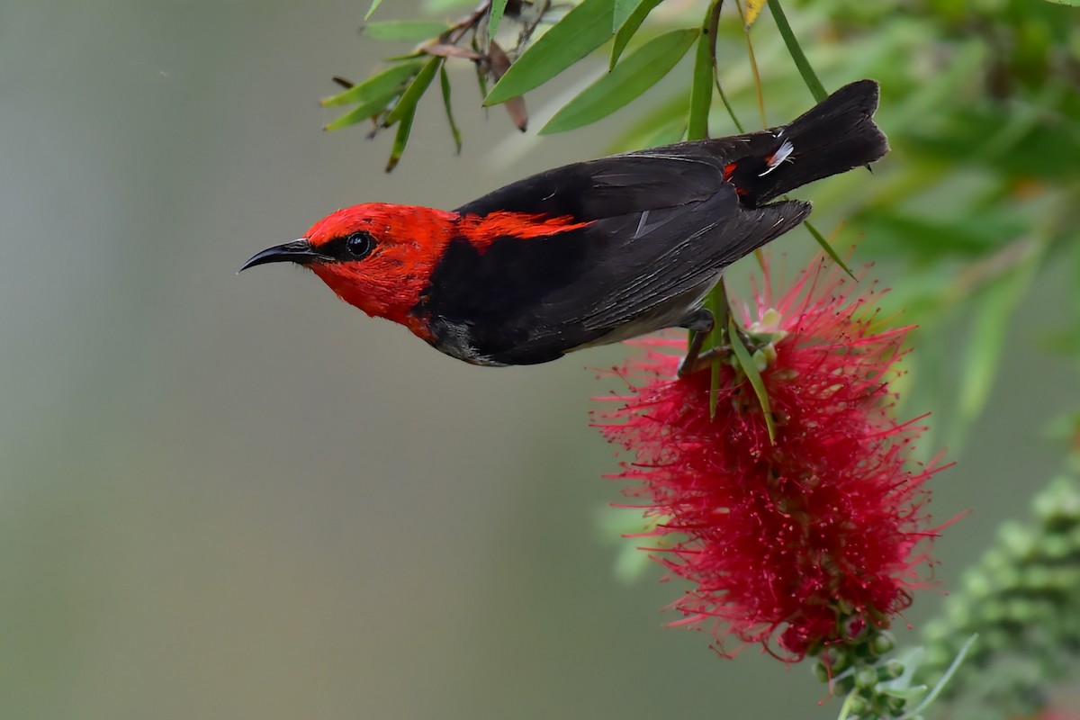 Scarlet Myzomela - ML644685460