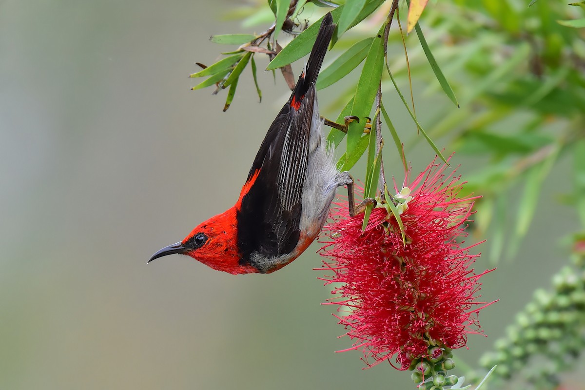 Scarlet Myzomela - ML644685461