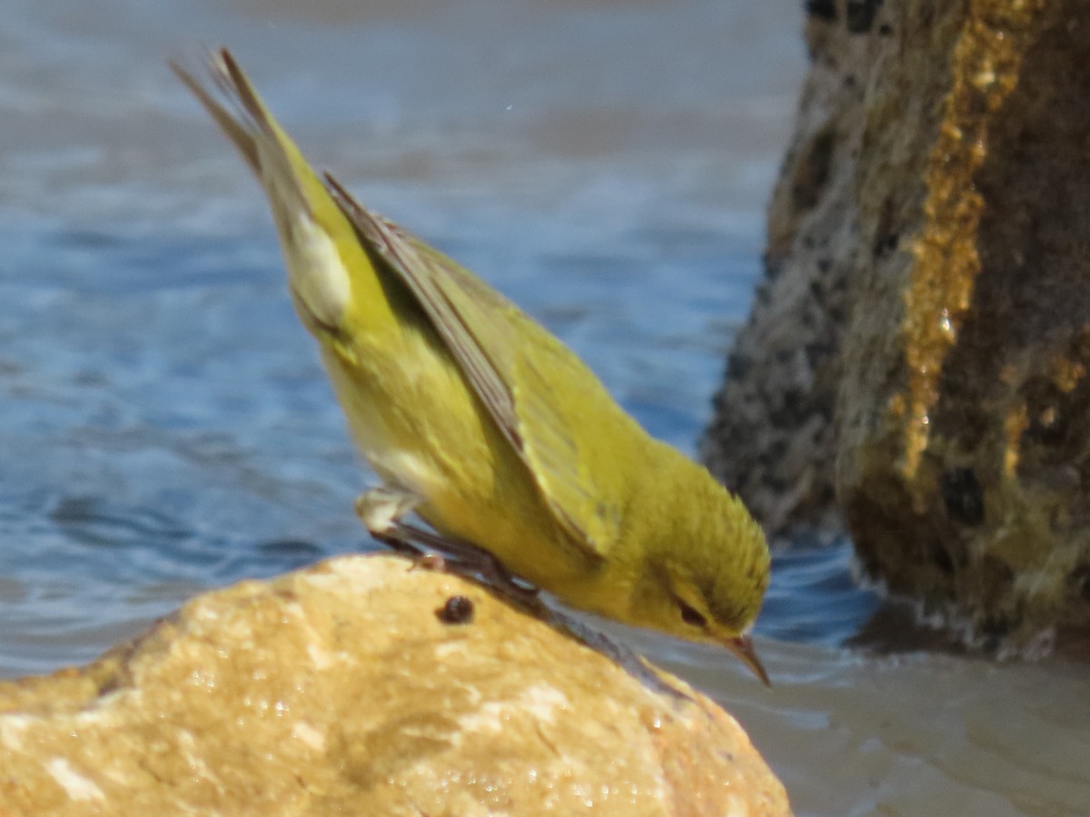 møllparula - ML644685463