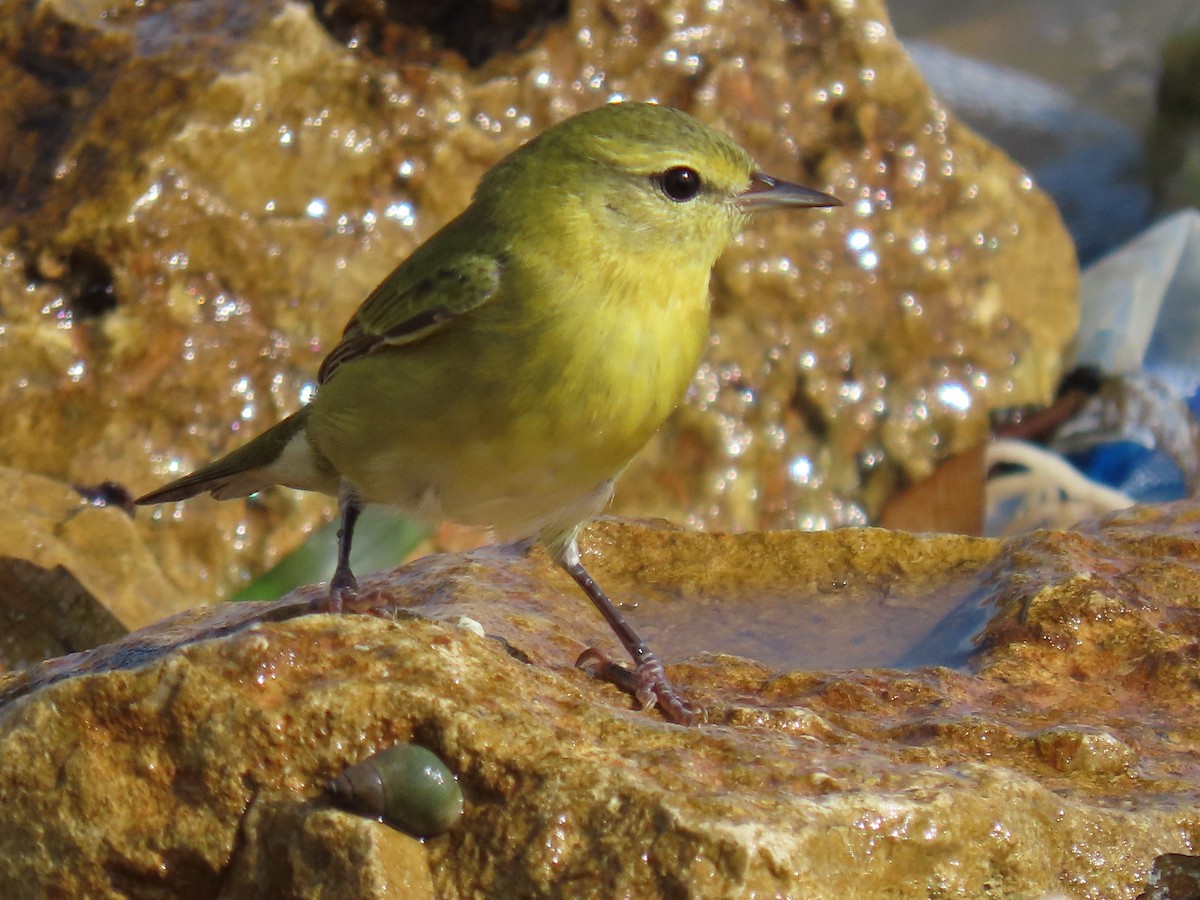 møllparula - ML644685464