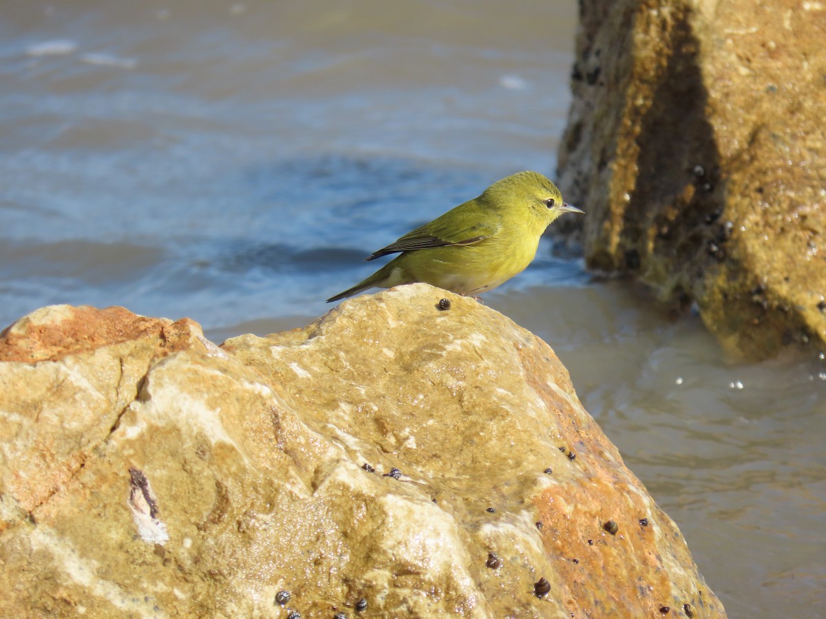 møllparula - ML644685465