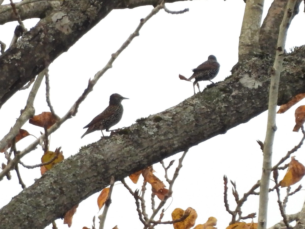 Шпак звичайний - ML644685469