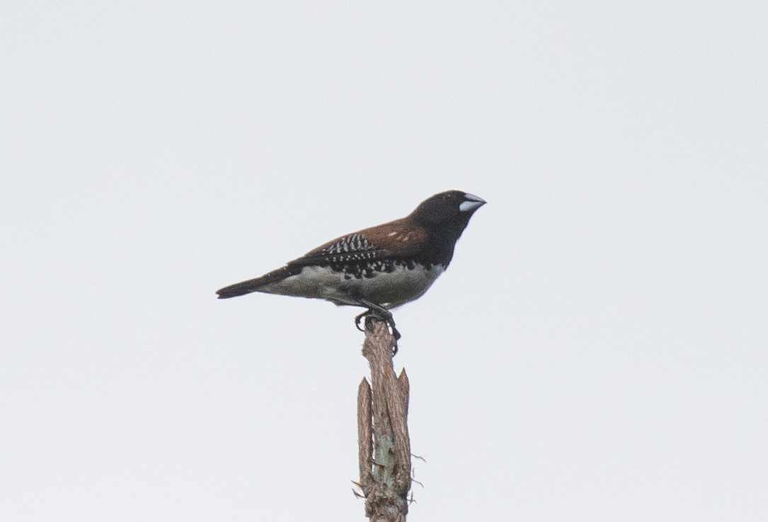 Black-and-white Mannikin - ML644685473