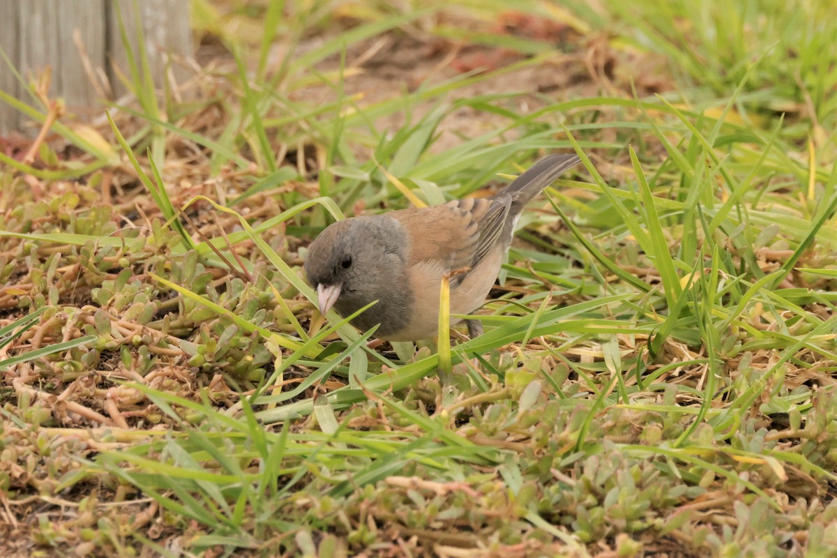 Dark-eyed Junco (Oregon) - ML644685474