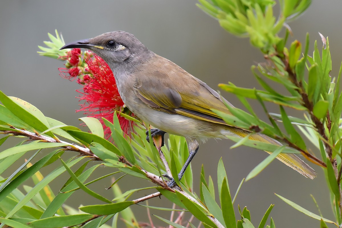 Brown Honeyeater - ML644685475