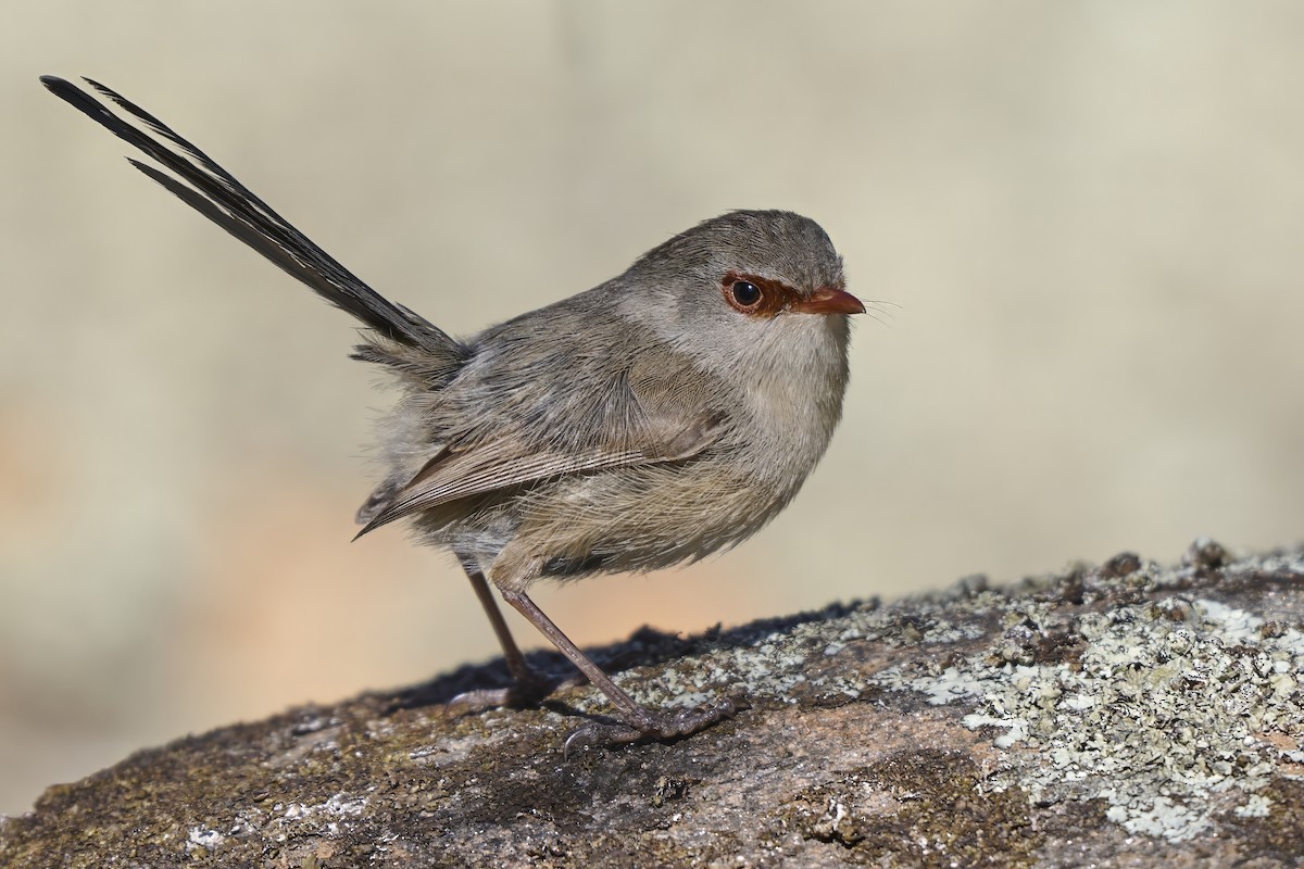 Purple-backed Fairywren - ML644685478